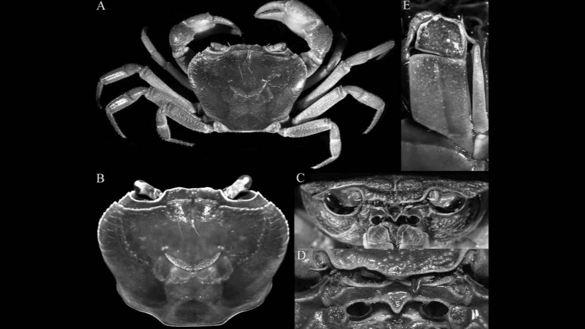 New species of purple crab discovered on Thailand island | Miami